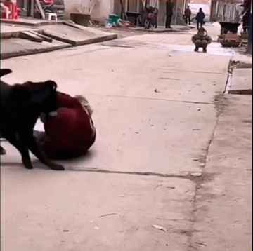 爆笑动态图：这个该死的主人，每次非要这样整我