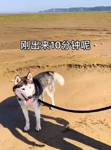 爆笑动图：有些伞，一打开就废了