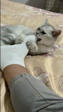 搞笑动图：狗子说：你比我还狗