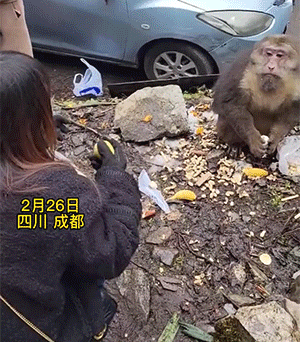 搞笑动图：狗子说：你比我还狗