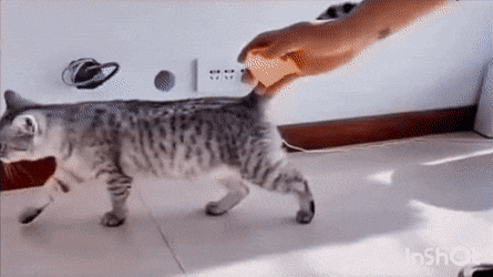 猫：你当我是狗呢？