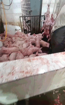 搞笑GIF图：懒得还很丝滑！