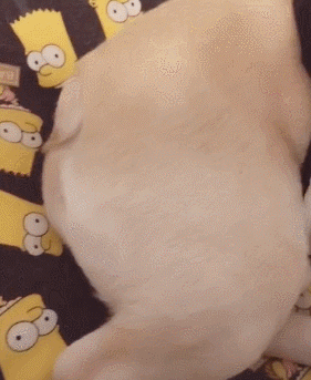 搞笑的GIF：打麻将要有仪式感！