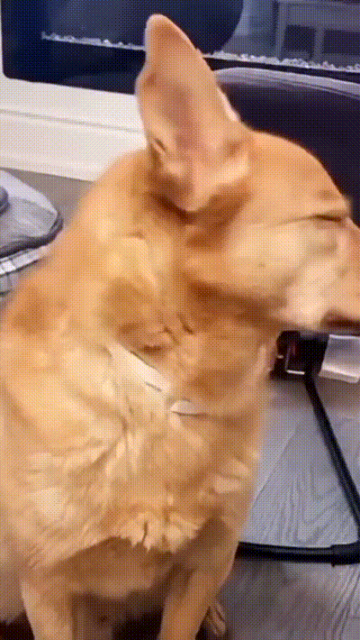搞笑的GIF：打麻将要有仪式感！