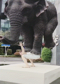 搞笑的GIF：打麻将要有仪式感！