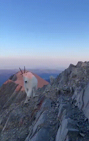 搞笑的GIF：打麻将要有仪式感！