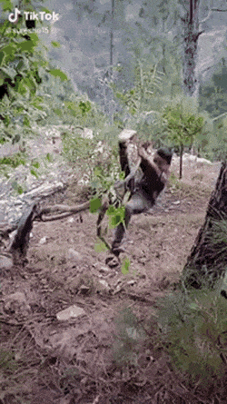 搞笑GIF：一瞬间，自己就悲剧了！