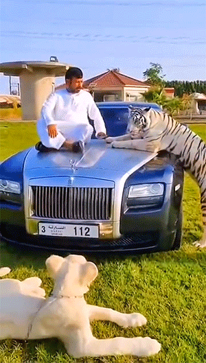 动态GIF：迪拜土豪日常生活，太土豪了！