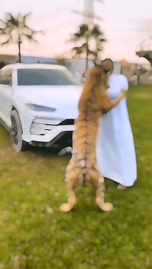 动态GIF：迪拜土豪日常生活，太土豪了！