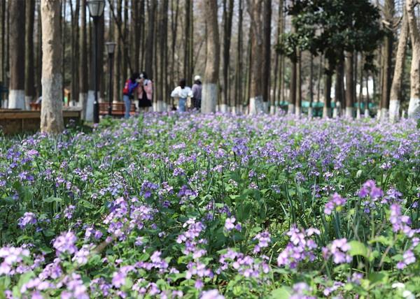 武汉的春天凭实力解释了什么叫百花争妍，快来公园数一数