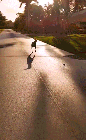 搞笑的GIF：畜牧专业看来也很欢乐啊！