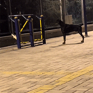 搞笑的GIF：畜牧专业看来也很欢乐啊！