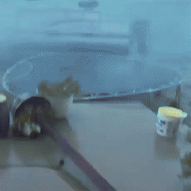 爆笑GIF：悲催瞬间集锦！