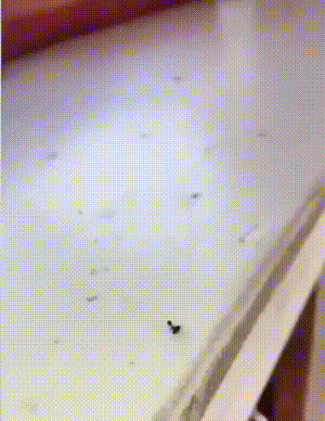 蹦迪吗？14天起步那种！
