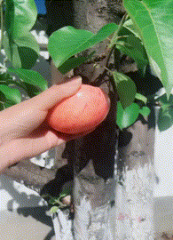 蹦迪吗？14天起步那种！