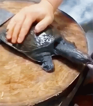 GIF趣图：这是什么怪物，如此横行霸道？