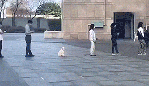 GIF趣图：这是什么怪物，如此横行霸道？