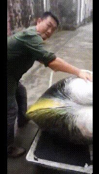笑死人的动态图：请不要随便给陌生人开门