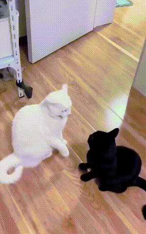 精彩GIF：师出同门？！