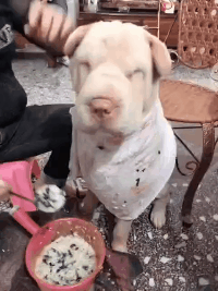 搞笑的GIF：泡脚的和做家务的都沉默了！