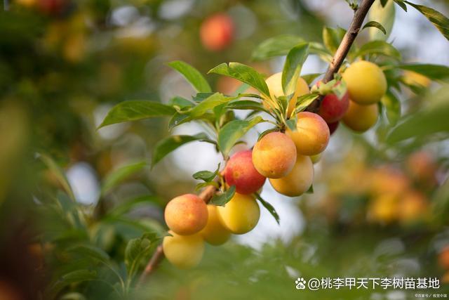 桃李甲天下李子苗基地分享李子樹苗幾月份發芽-四川葡