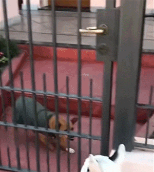 GIF大全：狗狗也社死！