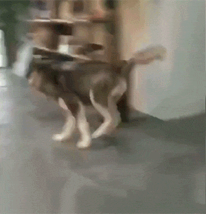 GIF大全：狗狗也社死！