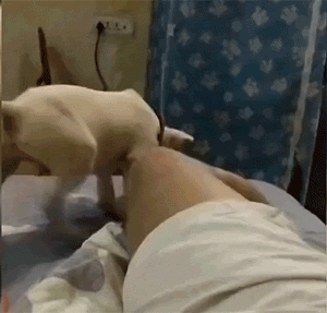 GIF大全：狗狗也社死！