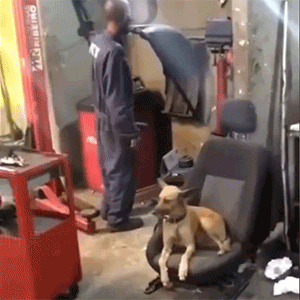 GIF大全：狗狗也社死！