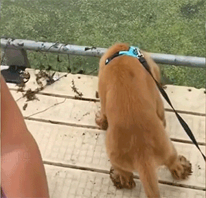 GIF大全：狗狗也社死！