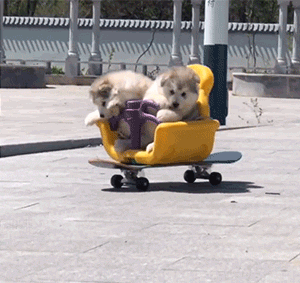 GIF大全：狗狗也社死！