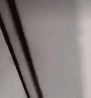 GIF大全：狗狗也社死！