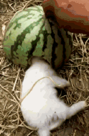 搞笑GIF：结婚当天能有多紧张