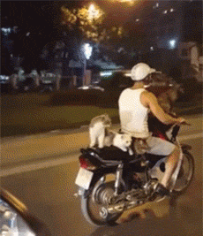 搞笑GIF：结婚当天能有多紧张