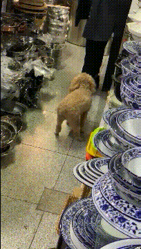 笑疼肚子的GIF：当鸵鸟看上了你，感受这凶猛的爱意吧！