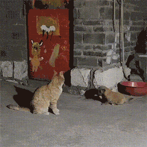 笑疼肚子的GIF：当鸵鸟看上了你，感受这凶猛的爱意吧！