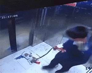 笑疼肚子的GIF：当鸵鸟看上了你，感受这凶猛的爱意吧！