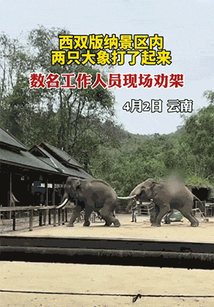  爆笑动图：再不劝架，屁股都被戳烂了