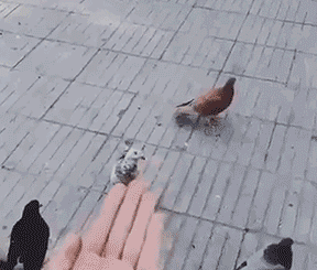 爆笑的GIF：这手就跟电钻一样快