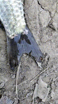 爆笑的GIF：这手就跟电钻一样快