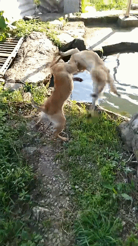 爆笑的GIF：这手就跟电钻一样快