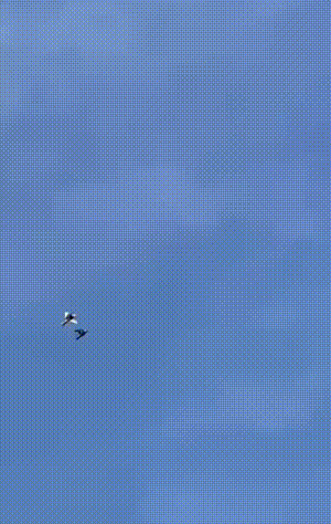 gif图：这是在炸手榴弹吗？