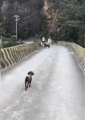 gif图：这是在炸手榴弹吗？