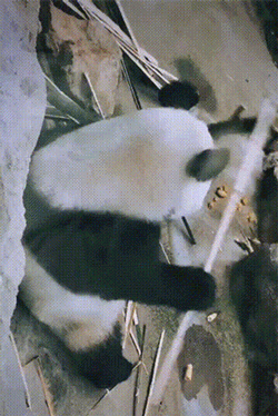 爆笑的GIF：郑州大学男生鞋子藏摄像头偷拍女生裙底被抓