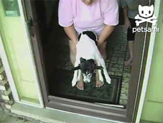 GIF大全：玻璃门，给他们留下了很大的阴影！