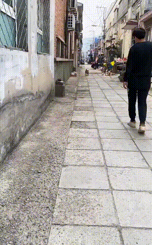 搞笑动图图片：见过走位最好的狗子