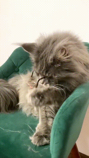 爆好笑的GIF：藏起来，别人就看不到我的尴尬