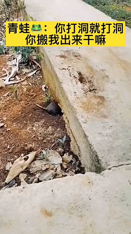 搞笑GIF：跟猴子玩上了！