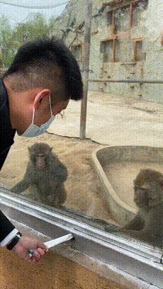 搞笑GIF：跟猴子玩上了！
