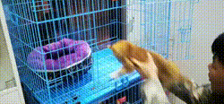 搞笑GIF：跟猴子玩上了！